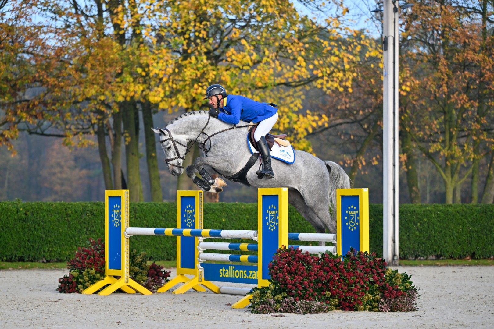 CHAMPION 2000 Z - Cornet power from the 2000 line! | Studfarm